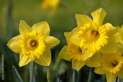 Fototapeta Naklejka Na Ścianę i Meble -  daffodil