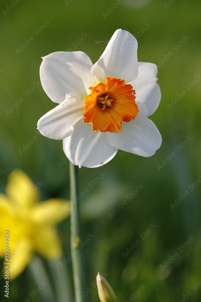 daffodil daffodil