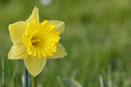Fototapeta Naklejka Na Ścianę i Meble -  daffodil