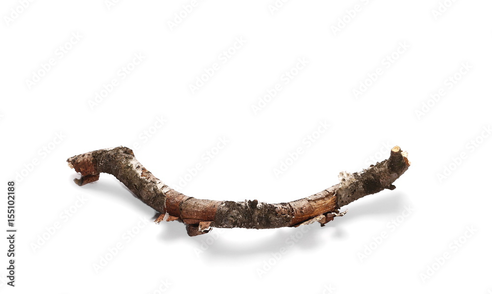dry rotten birch branch isolated on white background dry rotten birch branch isolated on white background