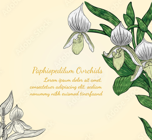 Paphiopedilum orchids card by hand drawing.Orchids vector card on brown background.