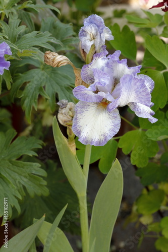 Fototapeta Naklejka Na Ścianę i Meble -  flower iris