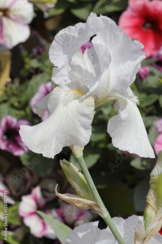 Fototapeta Naklejka Na Ścianę i Meble -  flower iris