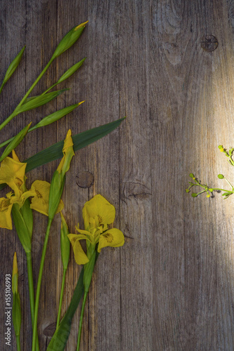 Fototapeta Naklejka Na Ścianę i Meble -  Yellow flowers of iris on a wooden background