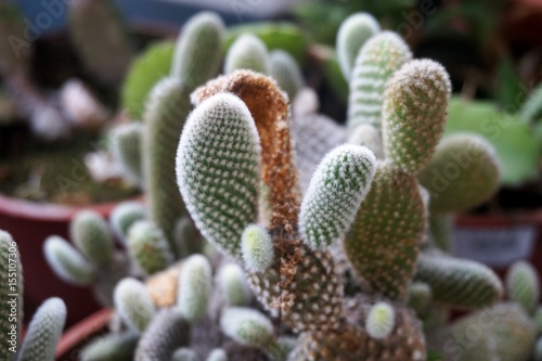 Close up view of real thorny cactus for home gardening concept  