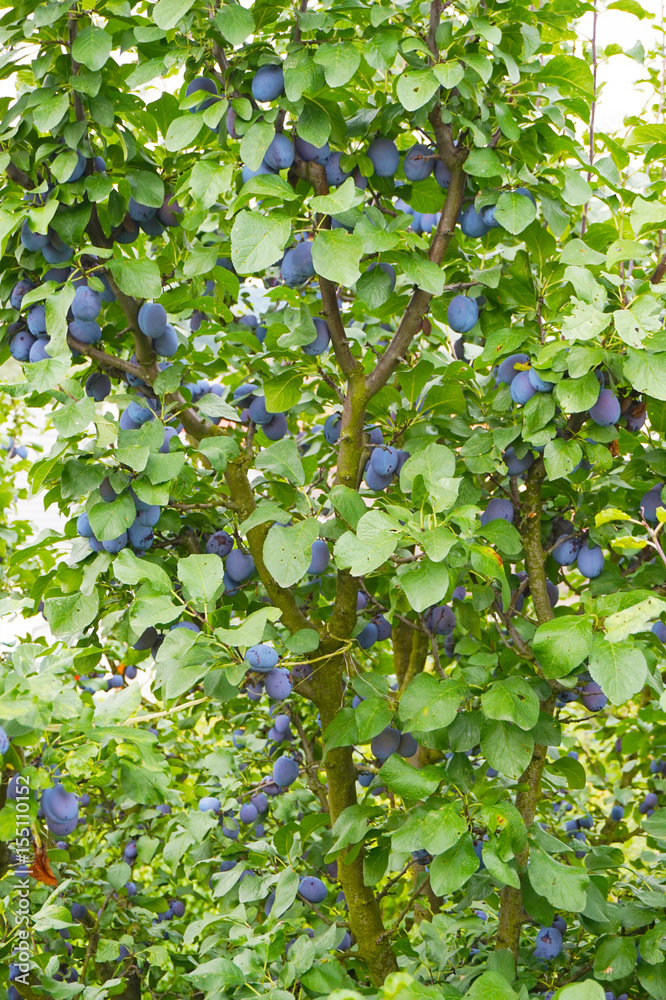 Fototapeta premium plum tree background