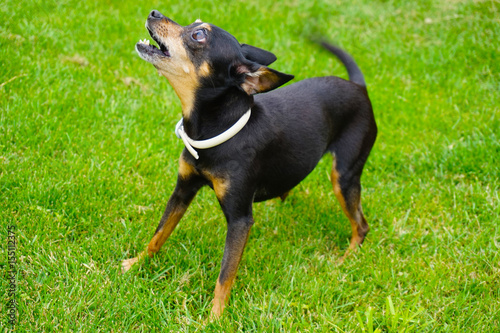 Prague ratter dog