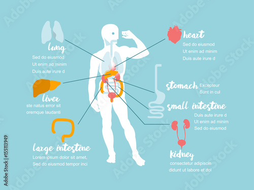 illustration vector info graphic showing anatomy of human body, anatomy info graphic design concept