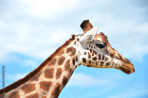 Giraffe © HappyAlex