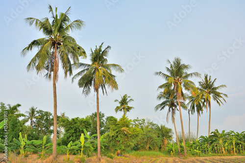 Coconut tree natural landscape in garden. © surasak