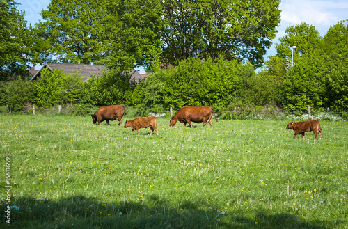 Angus Rinder Viehherde auf Weide im Sommer in Schleswig-Holstein, Deutschland