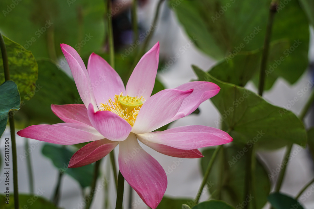 Lotus Lotus