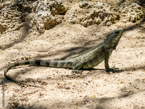 Iguane sur le sable en Guadeloupe