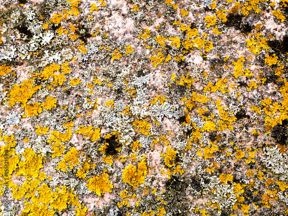 moss on stone background moss on stone background