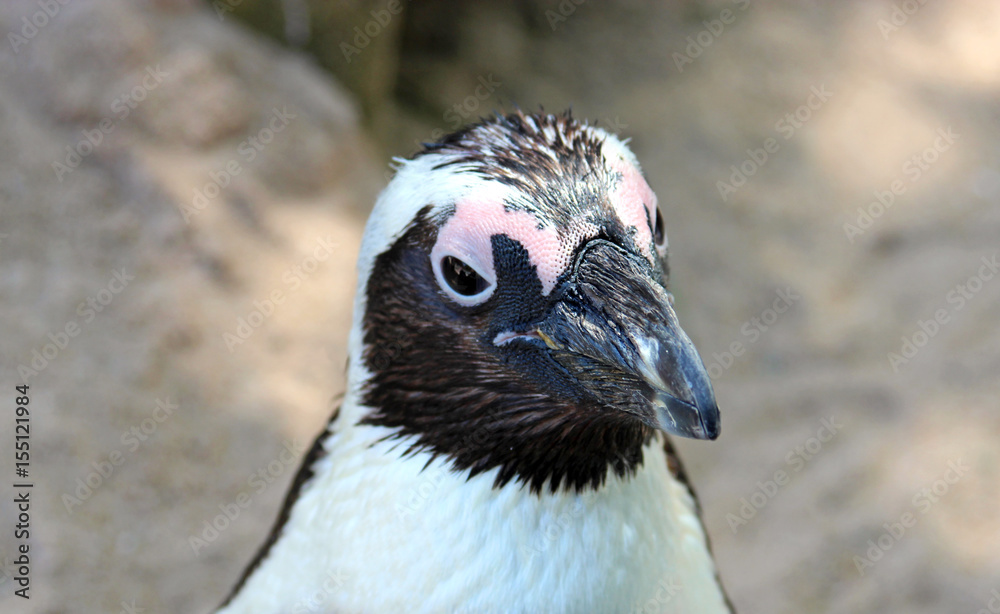 Fototapeta premium jackass penguin looking curious, close-up