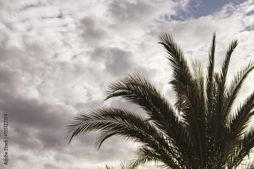 Palm tree with cloudy sky in the background