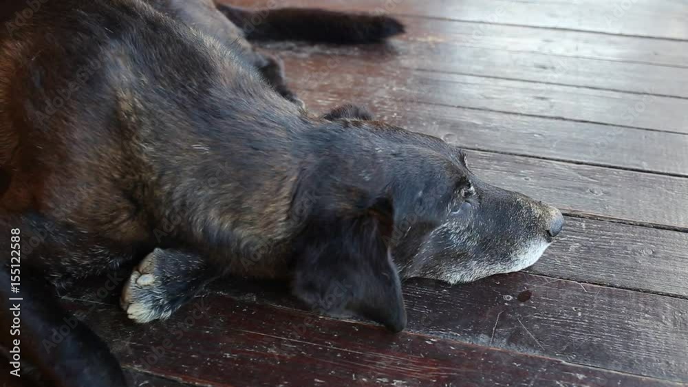 Closeup top view of black sleepy beautiful big old underbred dog with cute face resting on wood floor of country house. Dog waving his tail cheerfully. Real time full hd video footage. Closeup top view of black sleepy beautiful big old underbred dog with cute face resting on wood floor of country house. Dog waving his tail cheerfully. Real time full hd video footage.
