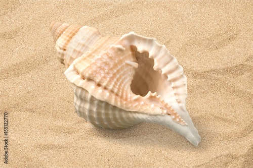 Shell.