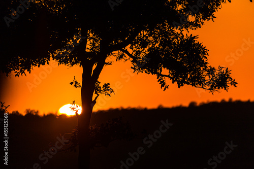 Early morning sunrise near Kruger Park in South Africa on a game drive.  The sun was reaching the horizon at this monent. photo