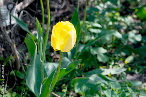 Beautiful, fragrant, blooming tulips grow in the garden in weight. photo