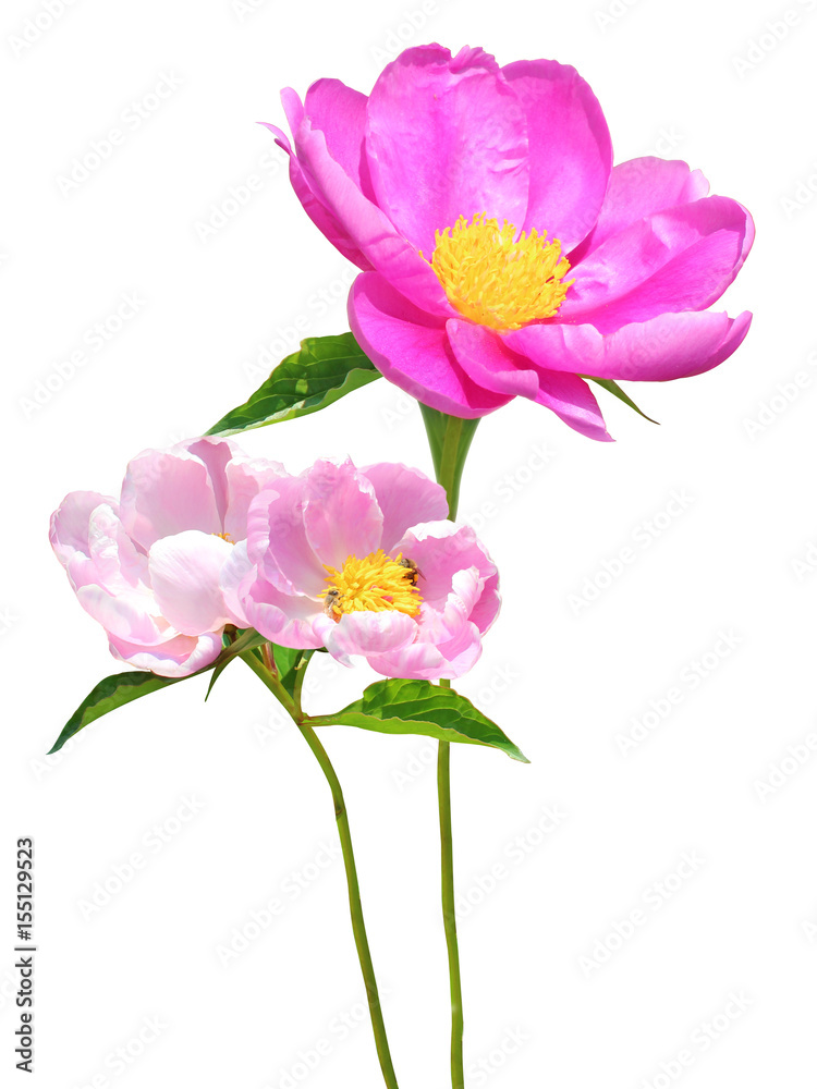 Light pink peony isolated on white background. Light pink peony isolated on white background.