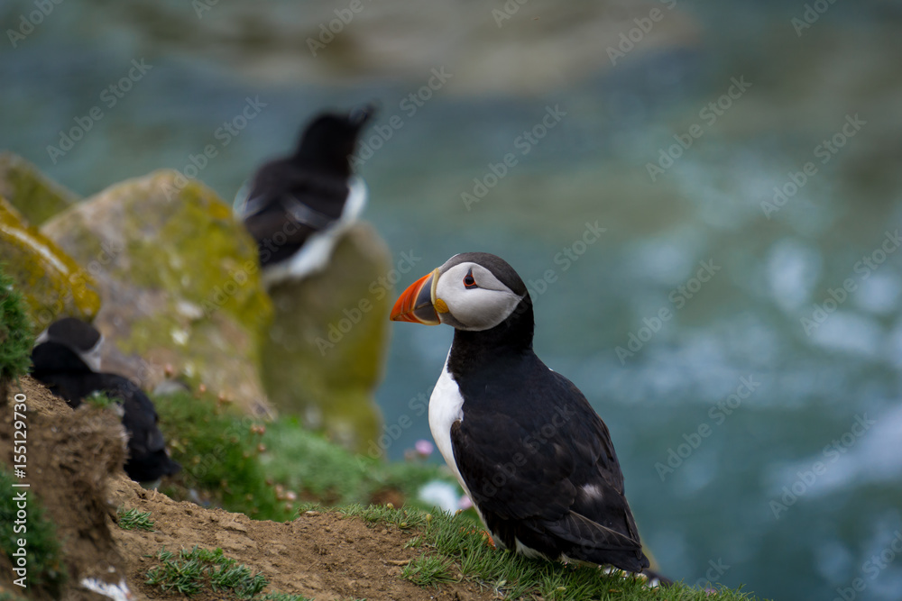 Fototapeta premium Puffin by nest