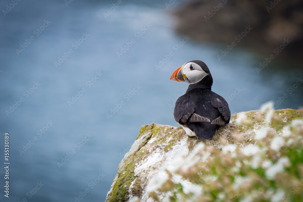 Fototapeta premium Puffin looking out to sea