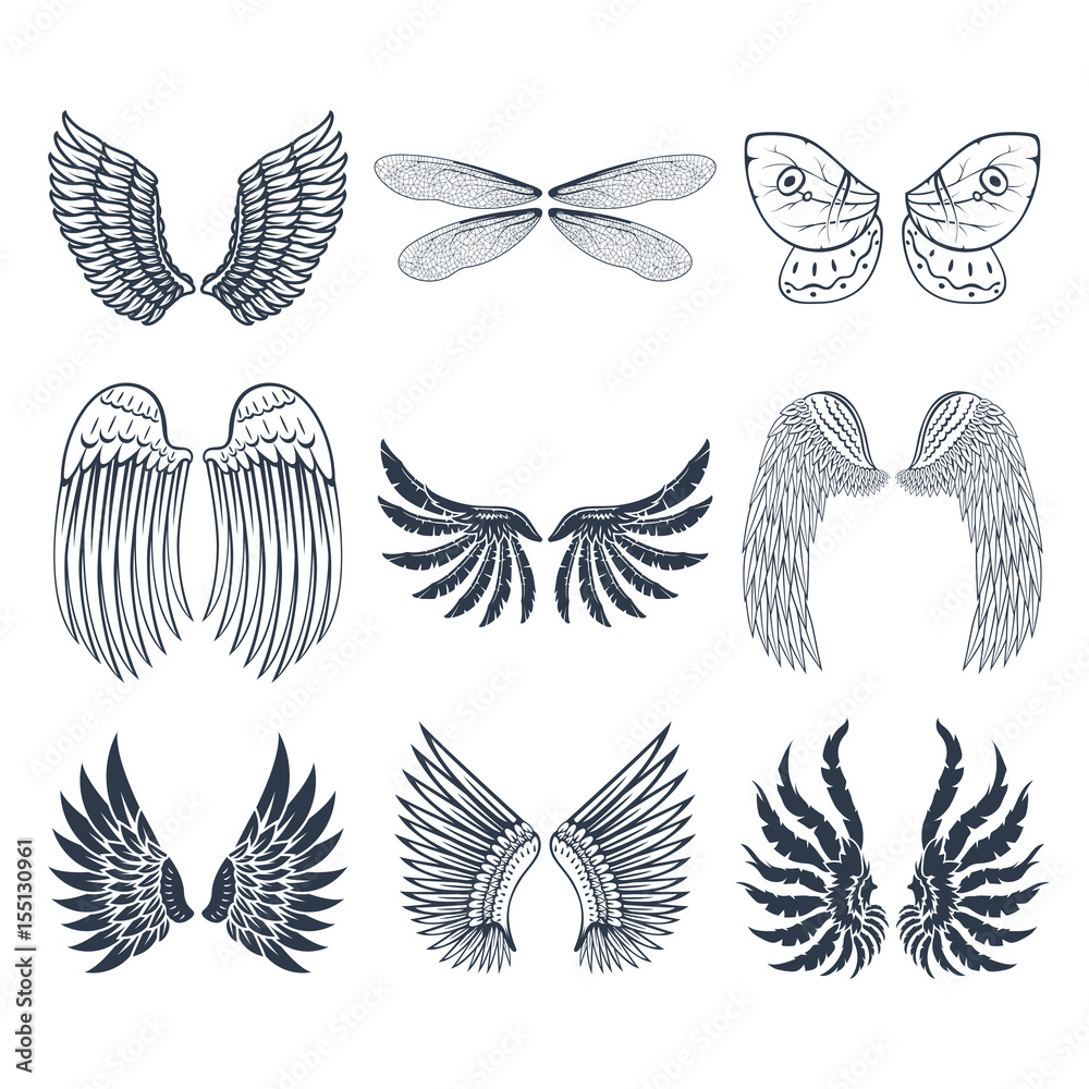 Wings isolated animal feather pinion bird freedom flight natural peace design vector illustration. Wings isolated animal feather pinion bird freedom flight natural peace design vector illustration.