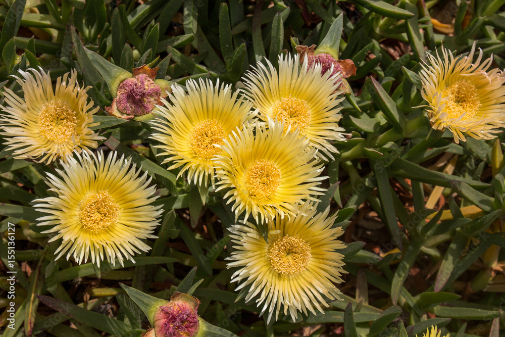 yellow ice plant