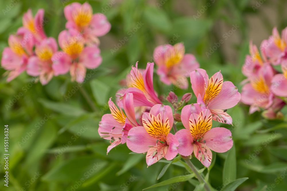 Obraz premium Peruvian lily (Alstroemeria)