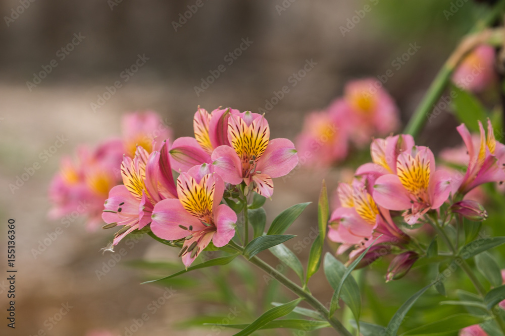 Fototapeta premium Peruvian lily (Alstroemeria)