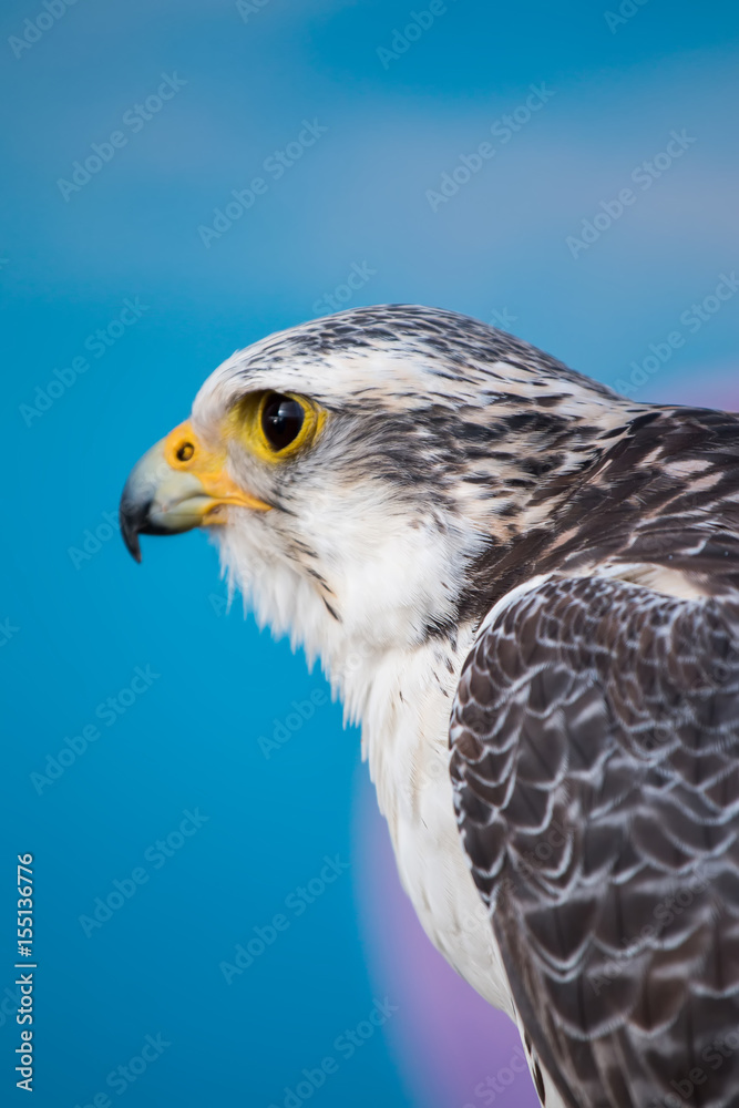 peregrine falcon bird of prey peregrine falcon bird of prey