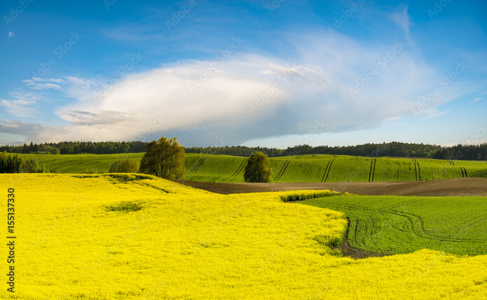 Fototapeta premium yellow, blooming canola field-panorama