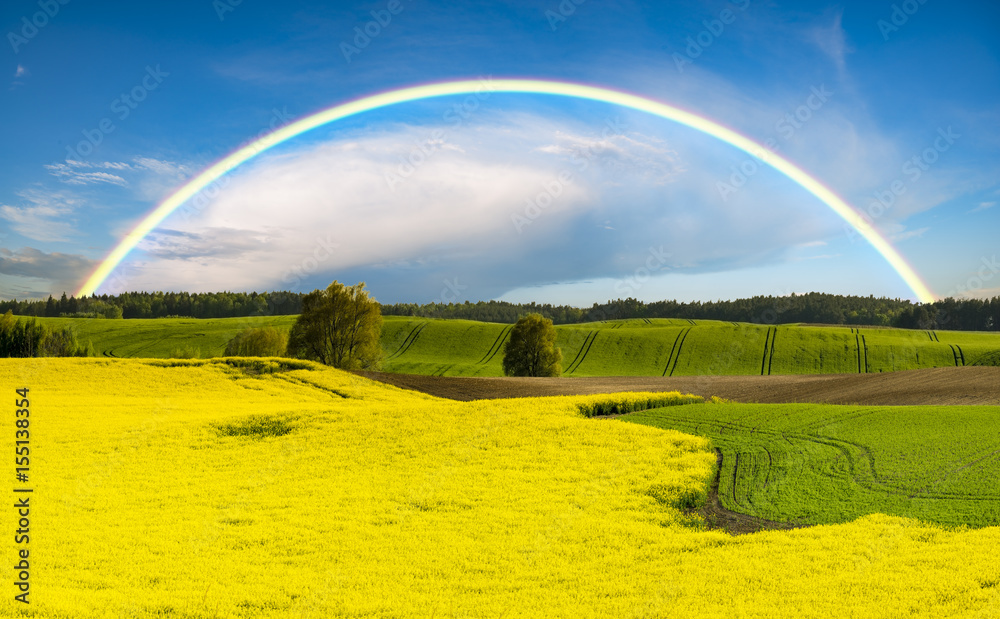 Fototapeta premium Rainbow over a green field in a spring evening