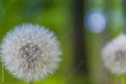 L  wenzahn  Pusteblume vor unscharfen Hintergrund