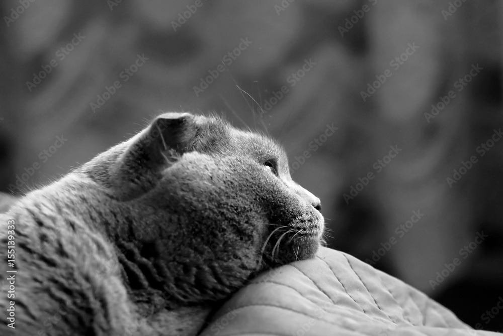 Obraz premium beautiful portrait of a Scottish fold cat