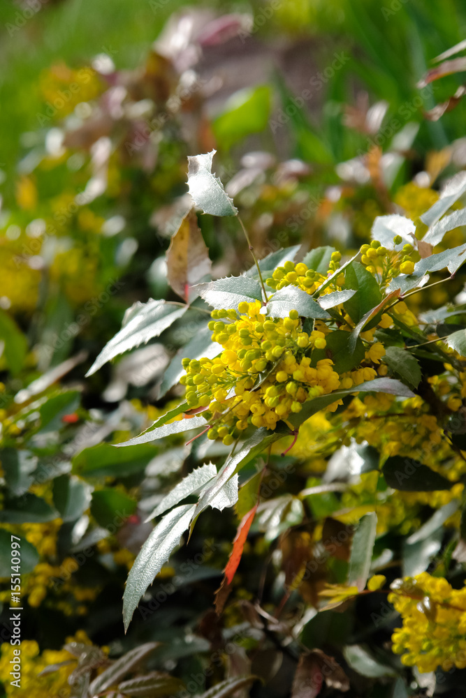 Obraz premium Yellow spring flowers