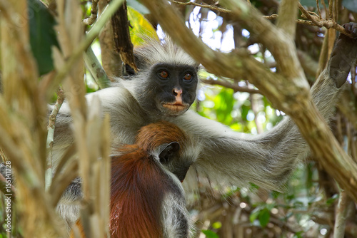 Photography Two red colobus monkies in Jozani forest national park, Zanzibar, Tanzania
