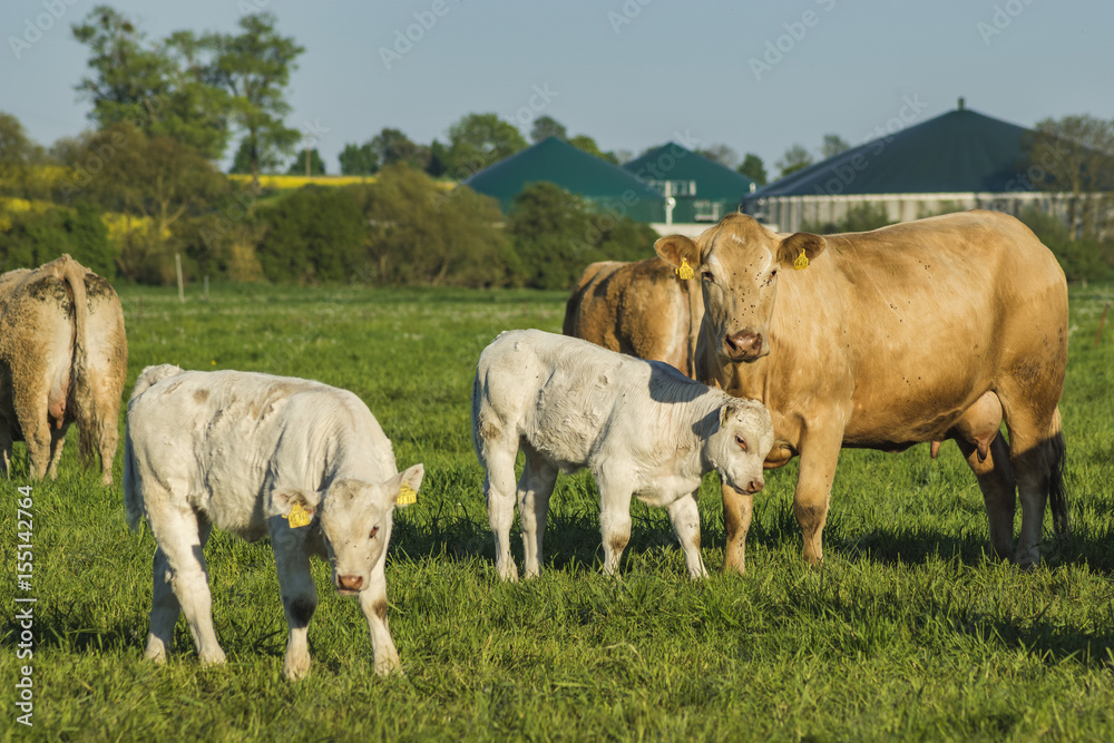 Young calves and cows grazing on the green