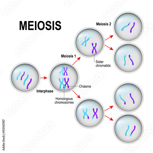 Meiosis. Cell division