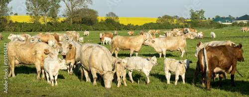 Young calves and cows grazing on the green