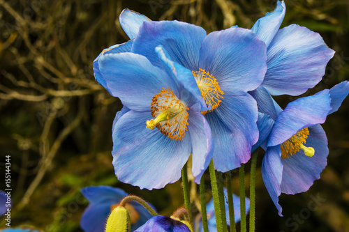 Fototapeta Naklejka Na Ścianę i Meble -  Large flowers of Meconopsis Himalayan blue poppy close-up.
