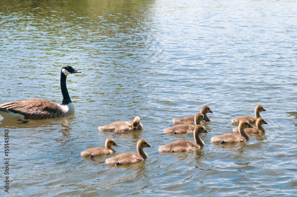 Gosling, baby geese with Parents. Canada Goose, Branta canadensis Gosling, baby geese with Parents. Canada Goose, Branta canadensis