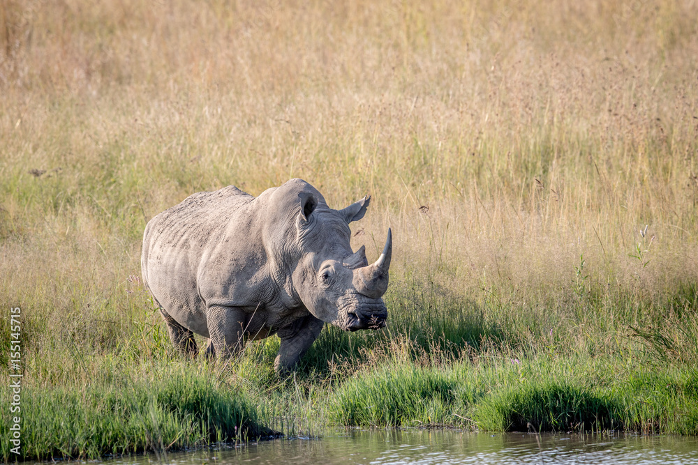 White rhino bull standing by the water. White rhino bull standing by the water.