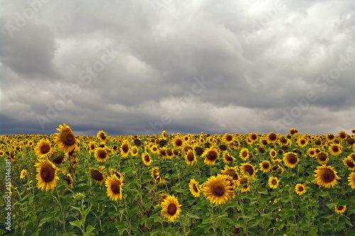 Field with sunflowers against the sky with storm clouds. Selective focus. photo