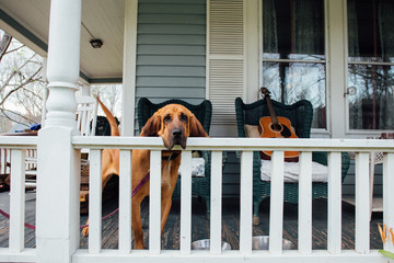 Blood hound breed loyal lazy dog waits for the owner on the typical american home porch sad and lonely