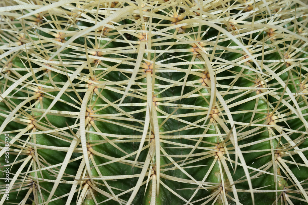 close up of golden barrel cactus plant close up of golden barrel cactus plant