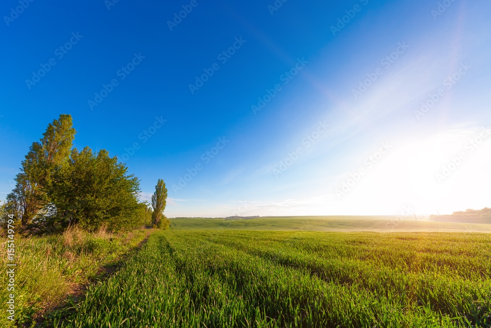 Fototapeta premium Green Field and Beautiful Sunset