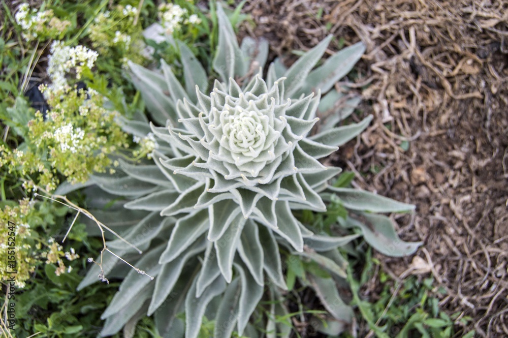 Verbascum thapsus plant used in alternative medicine field
Verbascum thapsus plant used in alternative medicine field