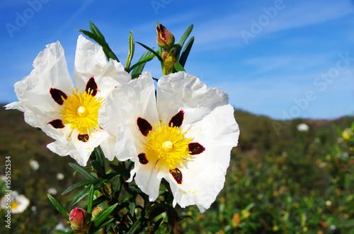 rockrose flower in mediterranean field photo